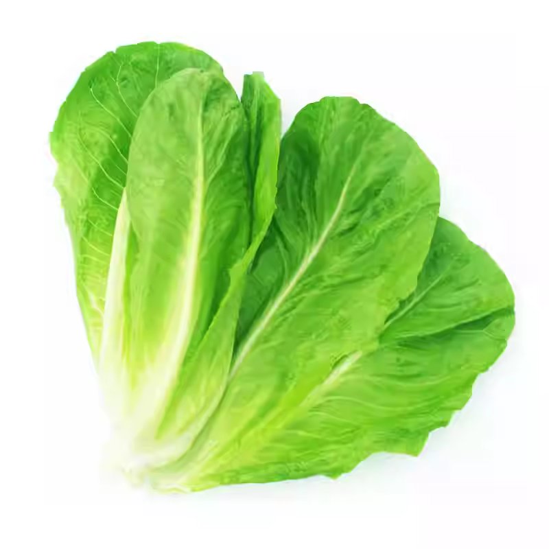 Green Lettuce image 2