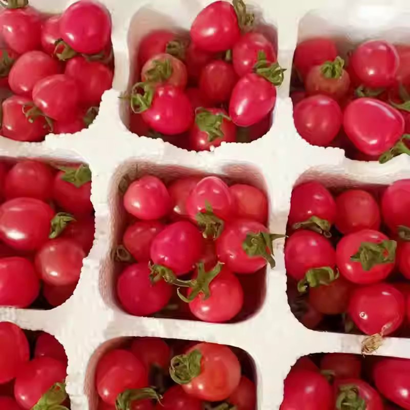 Vine Tomatoes image 2